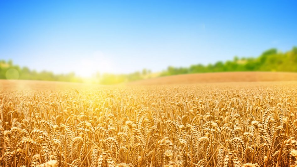A golden wheat field under a bright blue sky with sunlight shining, trees, and green hills in the background.