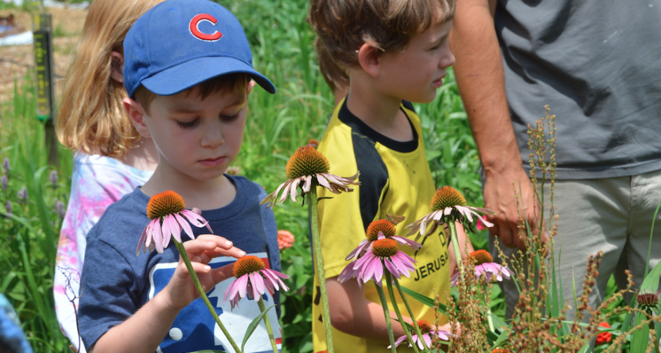 Young children examine purple coneflowers in a garden on a sunny day. One boy wearing a blue cap gently touches a flower, while another child stands nearby, both surrounded by greenery and flowers.